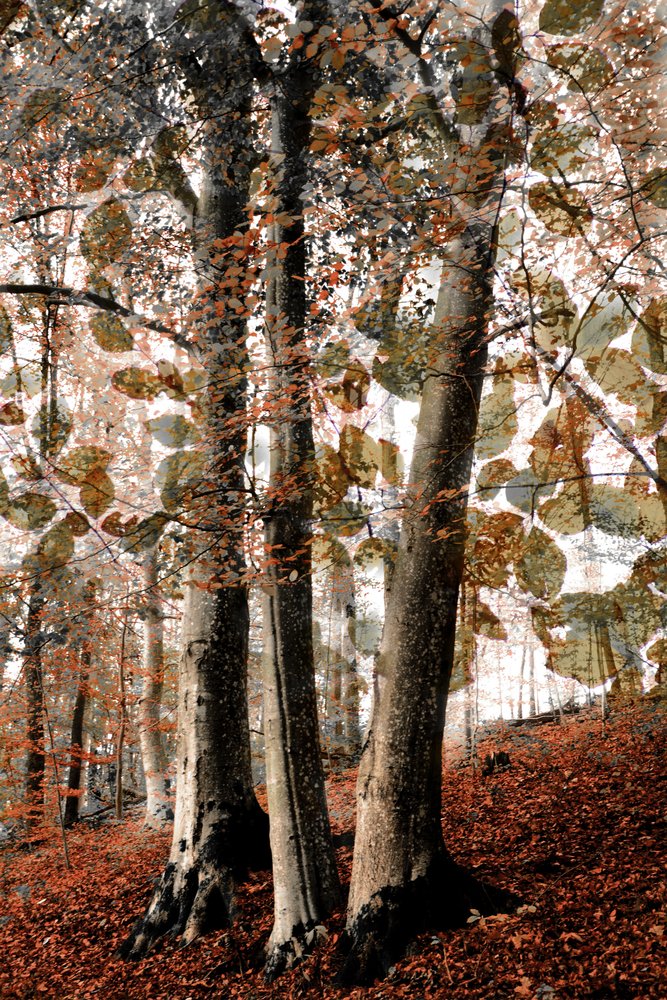 Herfsttafereel in het bos door Christina Sillen