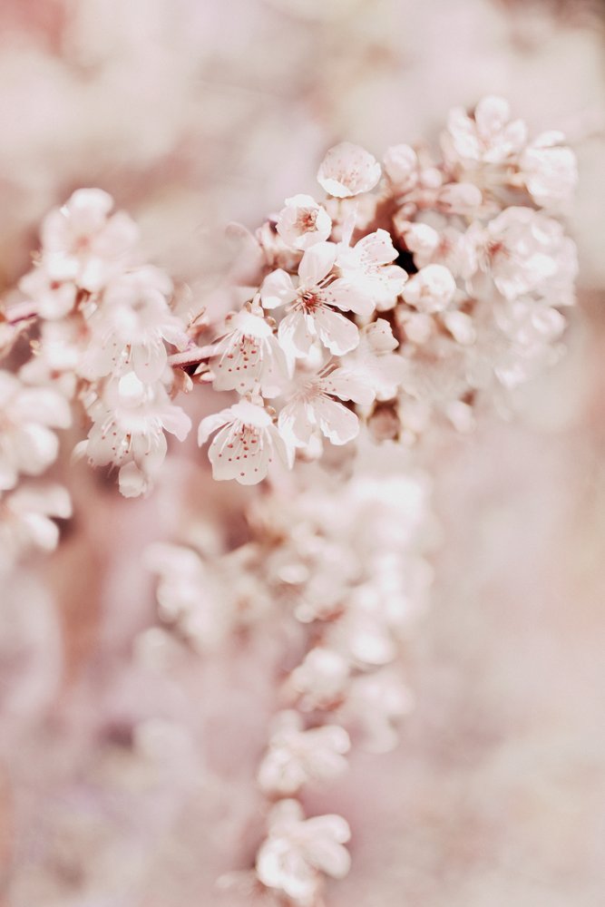 Dromerige kersenbloesems door Christina Sillen