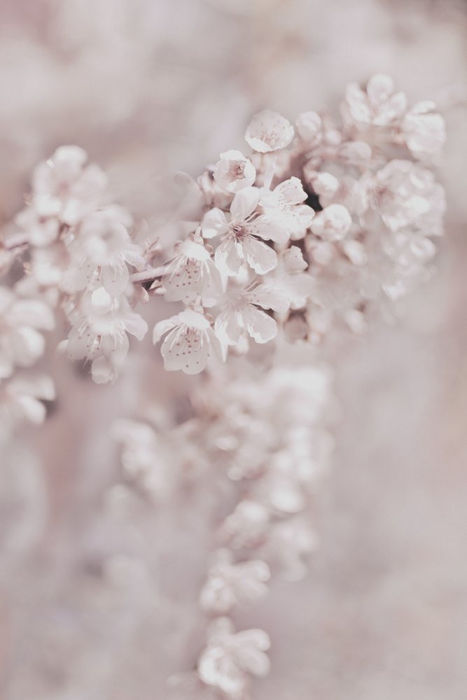 Dromerige roze bloesems door Christina Sillen