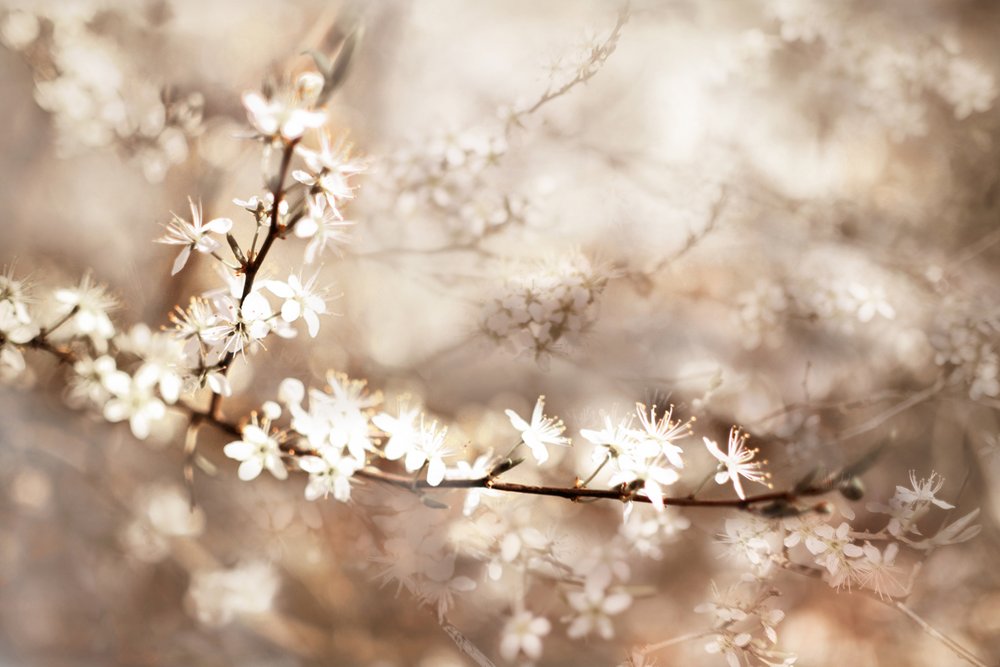 Dromerige witte bloesems door Christina Sillen