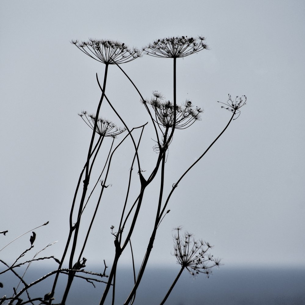 Silhouetten van gedroogde planten door Christina Sillen