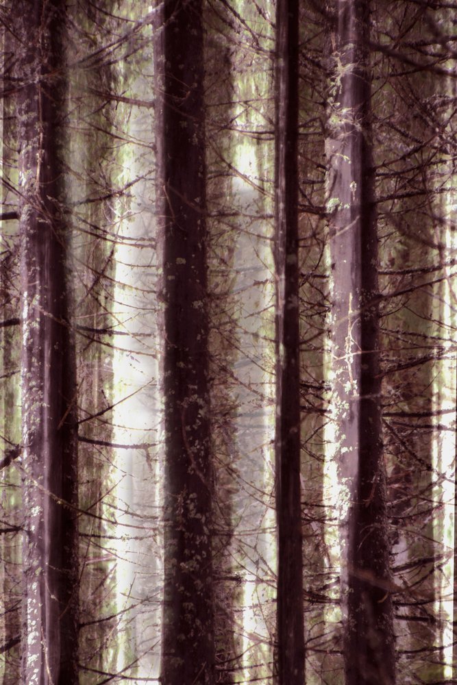 Etherisch boslicht door Christina Sillen