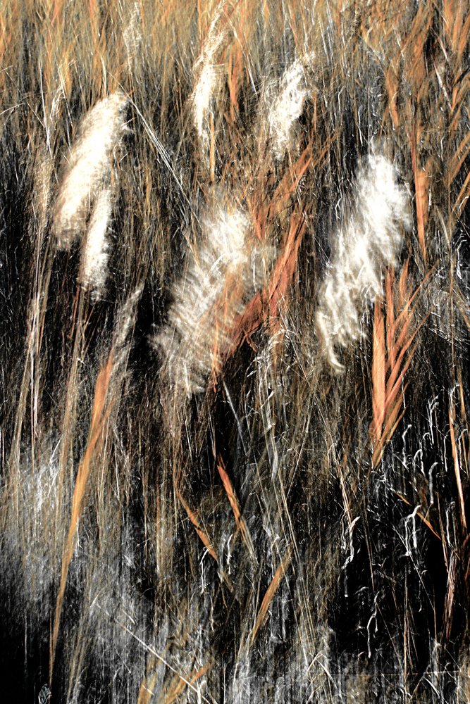 Etherisch wild gras door Christina Sillen
