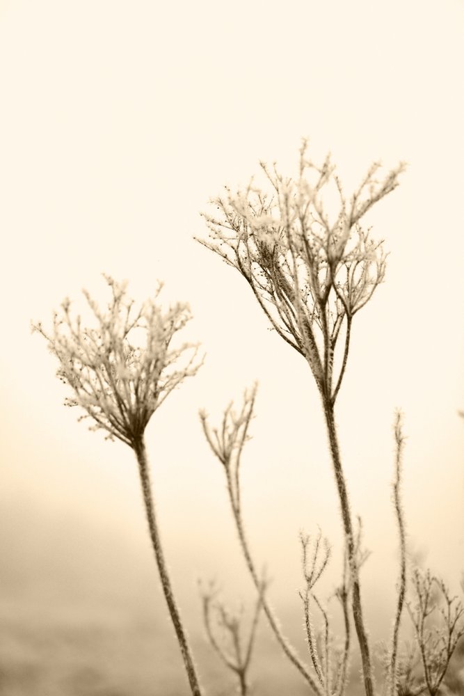 Etherische winterplanten door Christina Sillen