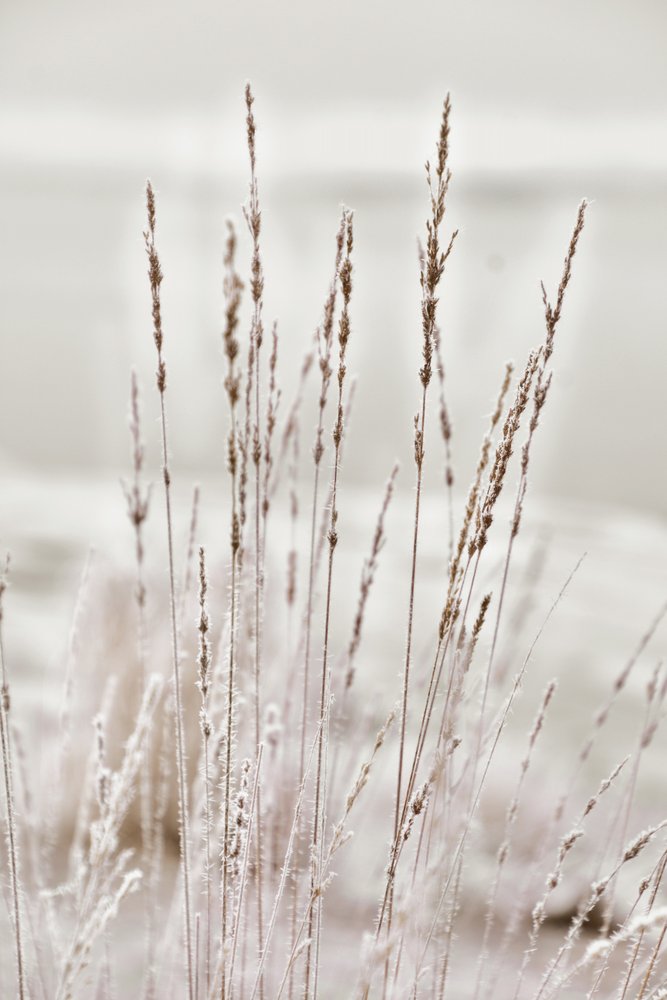 Beslagen wintergras door Christina Sillen