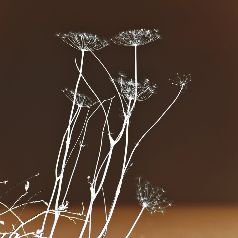 Stralende botanische vormen door Christina Sillen