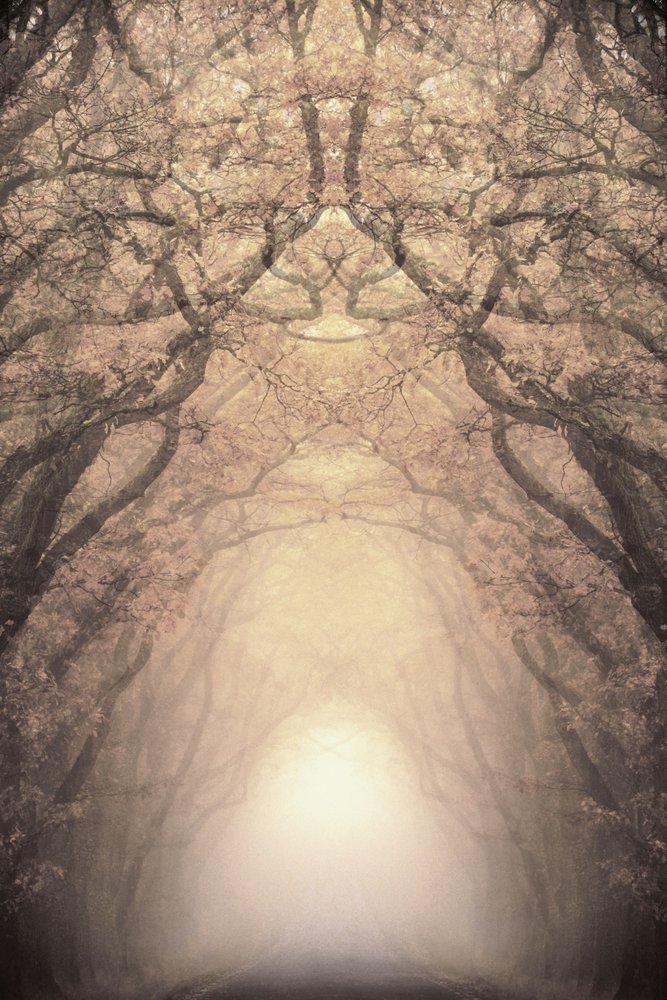 Verlichte boomtunnel door Christina Sillen