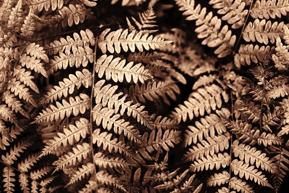Verfijnde sepia-varens door Christina Sillen