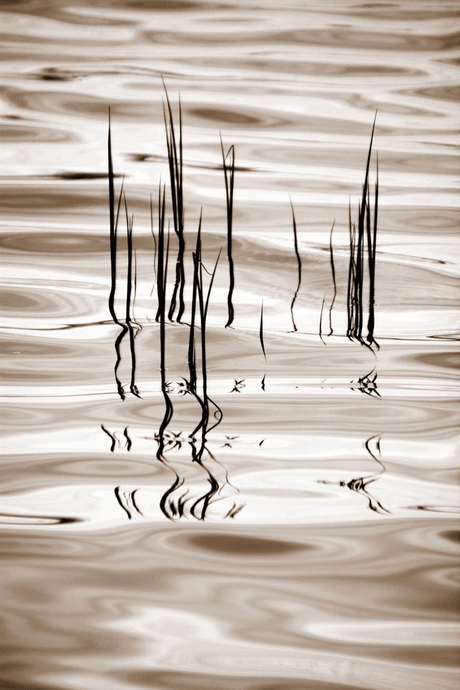 Minimalistische waterrietstengels door Christina Sillen