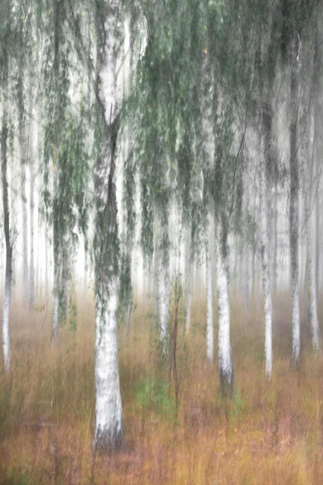 Mistig berkenbos door Christina Sillen