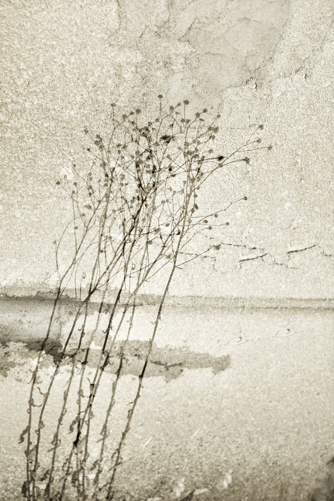 Rustieke botanische studie door Christina Sillen