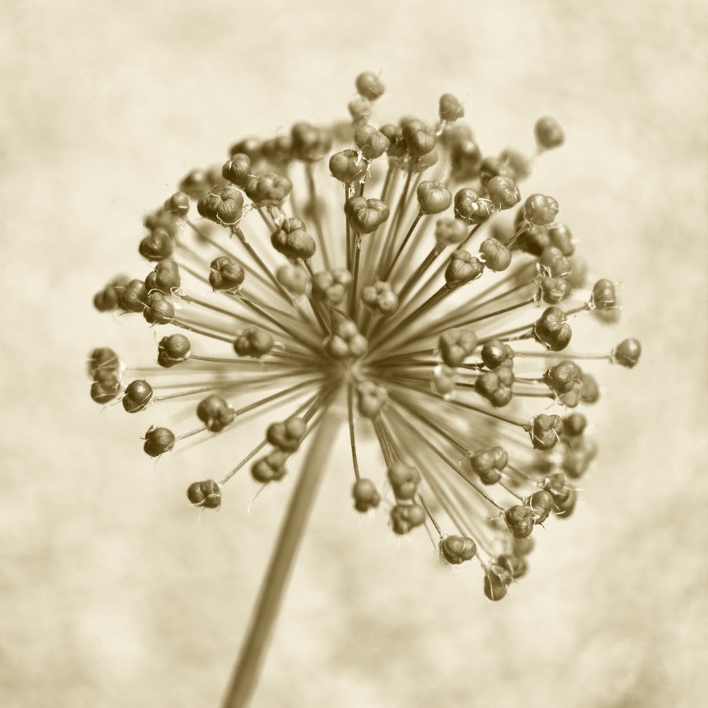 Sepia-ui-bol door Christina Sillen