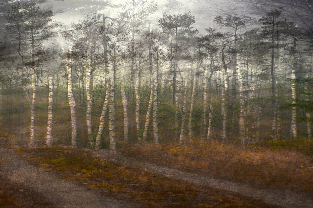 Rustig berkenbos door Christina Sillen