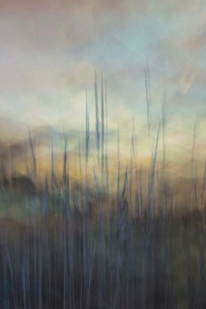 Serene Marsh Reeds door Christina Sillen