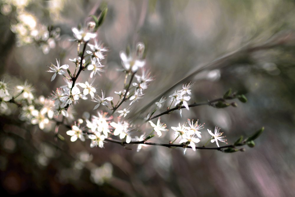 Sloe-bloesem door Christina Sillen