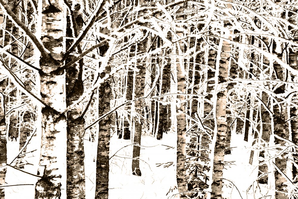 Besneeuwd berkenbos door Christina Sillen