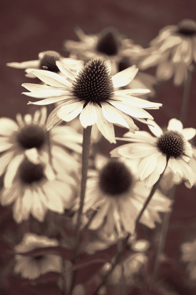 Zachte sepia-zonnehoed door Christina Sillen