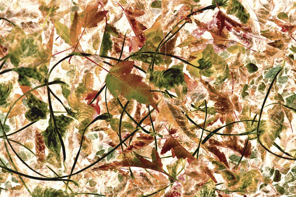 Verward herfstgebladerte door Christina Sillen