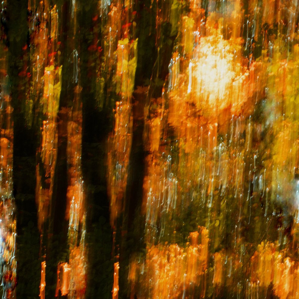 Kleurrijke herfstbomen door Christina Sillen