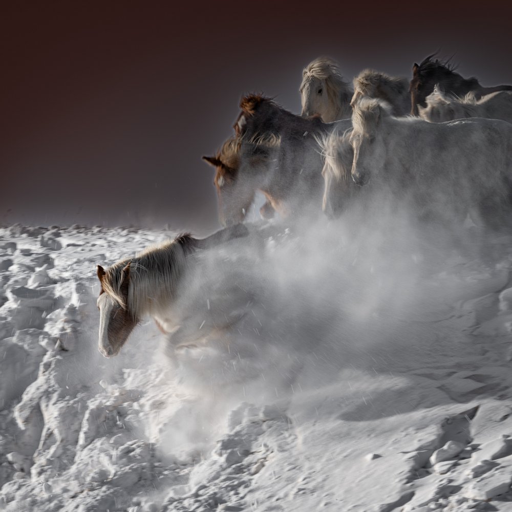 Galopperende sneeuwhorses door Chuanxu Ren