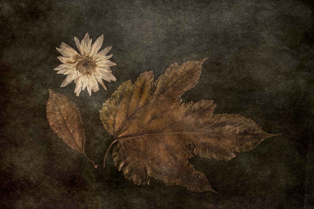 Gedroogde herfstplanten door Cicek Kiral