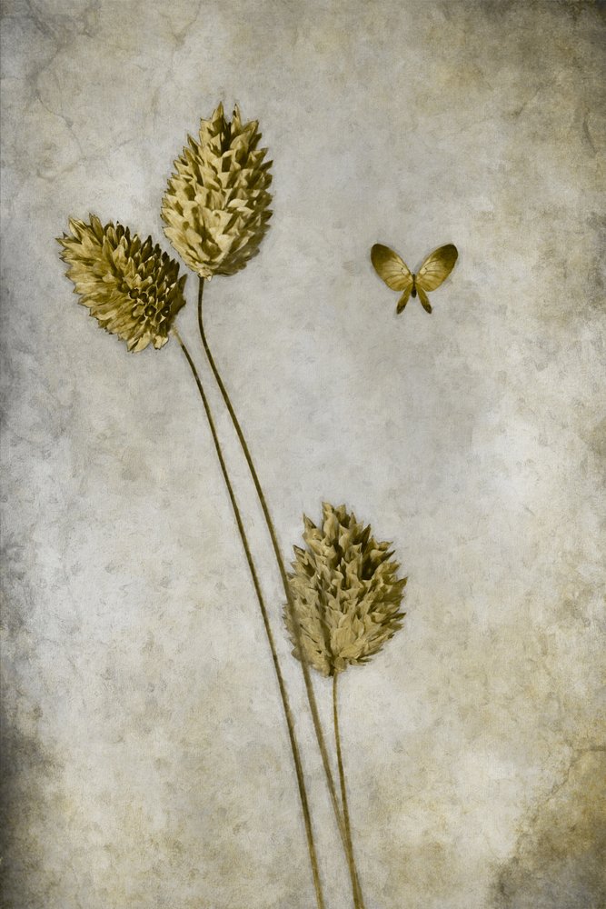 Vintage botanische vlinder door Cicek Kiral