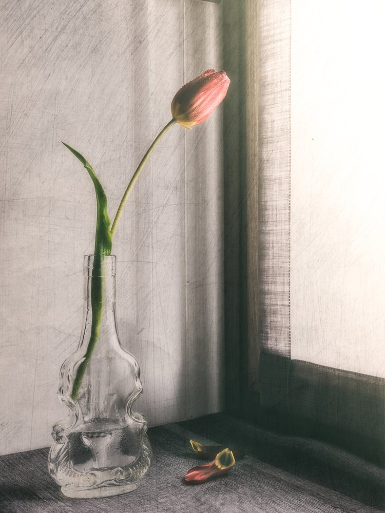 Delicate roze tulp door Cristiano Giani