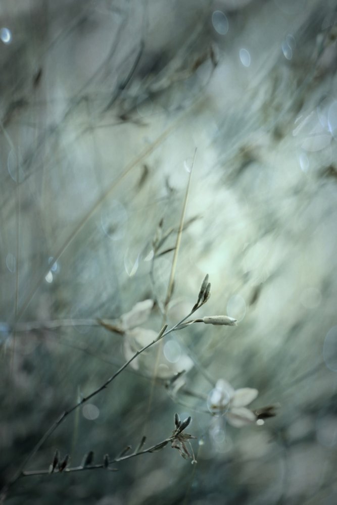 Dromerig bloemenbokeh door Delphine Devos