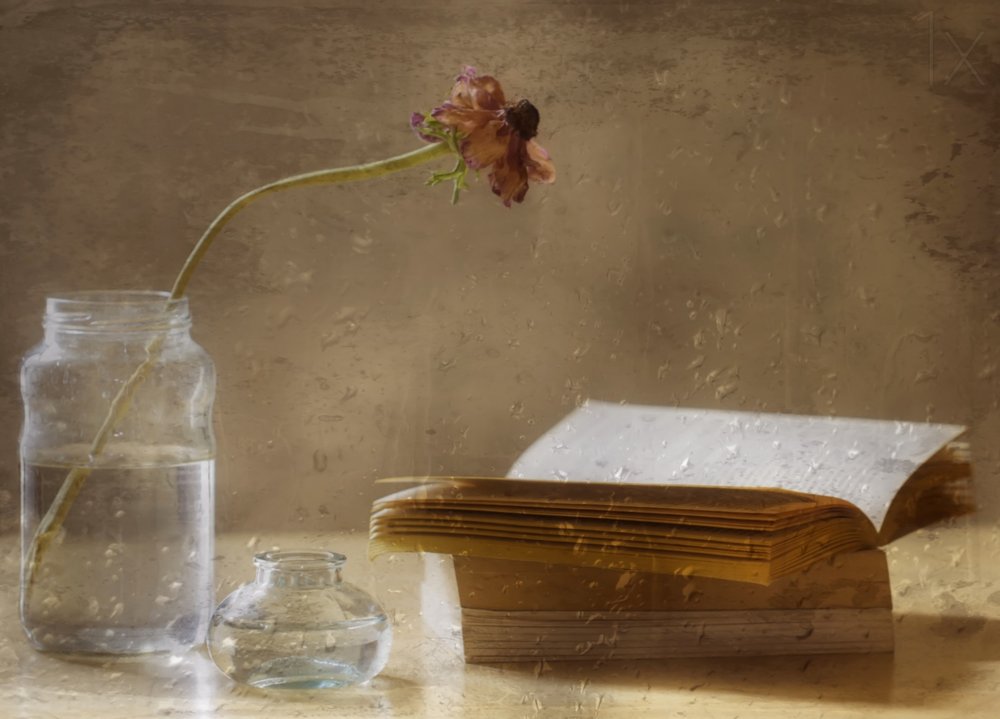 Melancholische bloei en boek door Delphine Devos