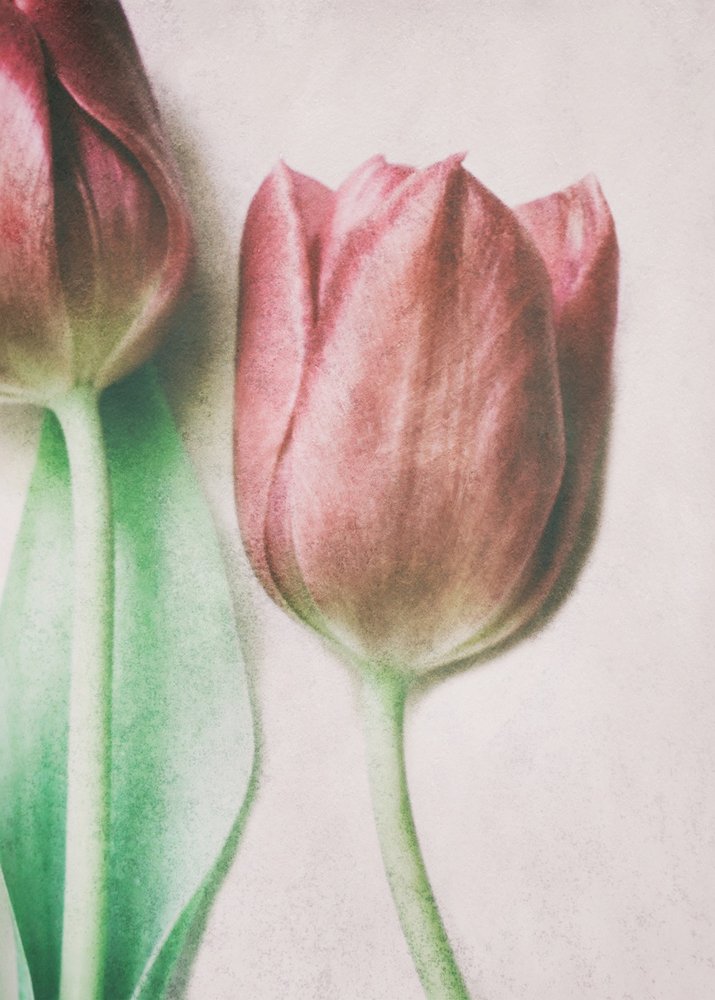 Tulpen in zachte roze tinten door Delphine Devos