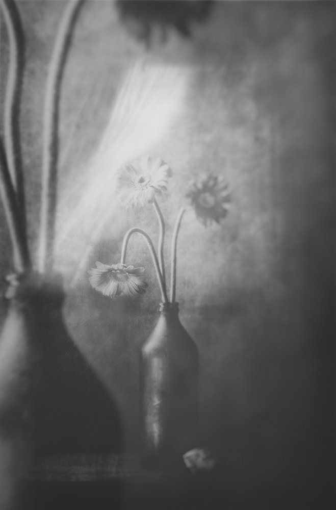 Bloemen in zacht licht door Delphine Devos