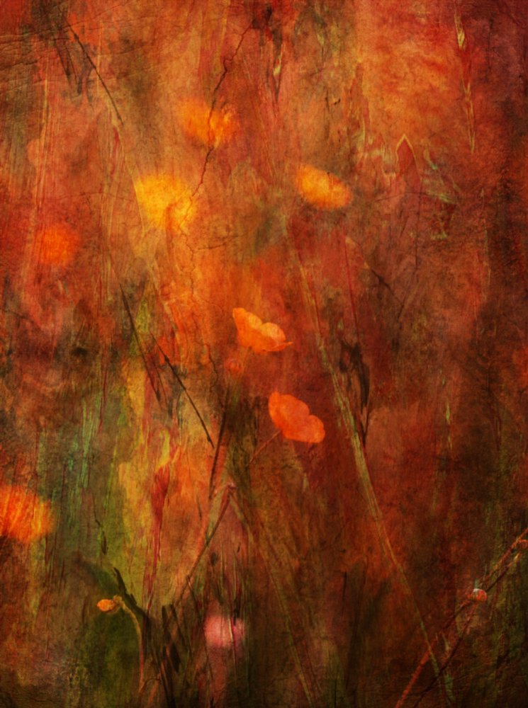  door Delphine Devos