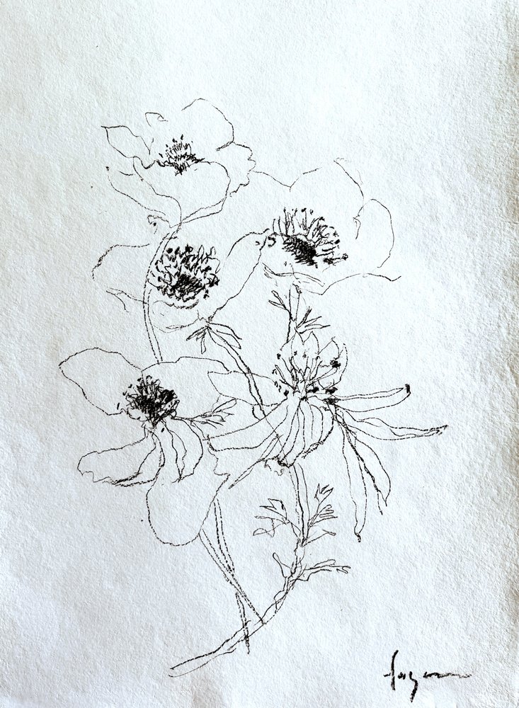 Verfijnde bloemenschets door Dorothy Fagan