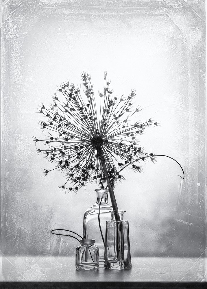 Monochrome botanische studie door Eleonora Grigorjeva