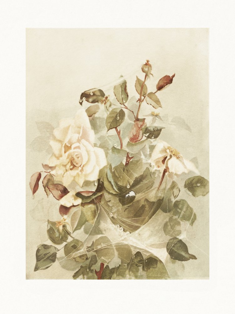 Roze rozen gezien door de ochtenddauw door Ellen Thayer Fisher