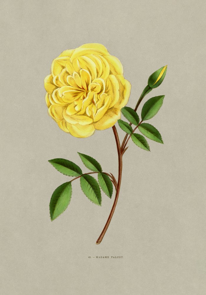 Rose, mevrouw Falcot door F. Grobon