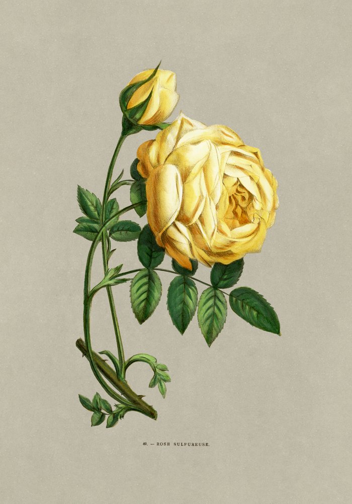 Zwoele roos door F. Grobon