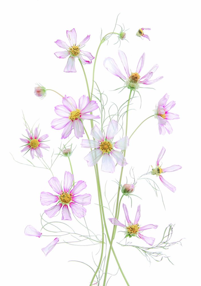 Etherische roze cosmos door Fangping Zhou