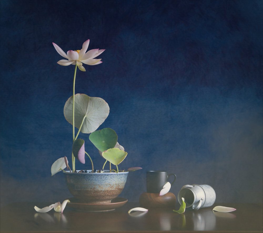 Rustig lotus-stilleven door Fangping Zhou