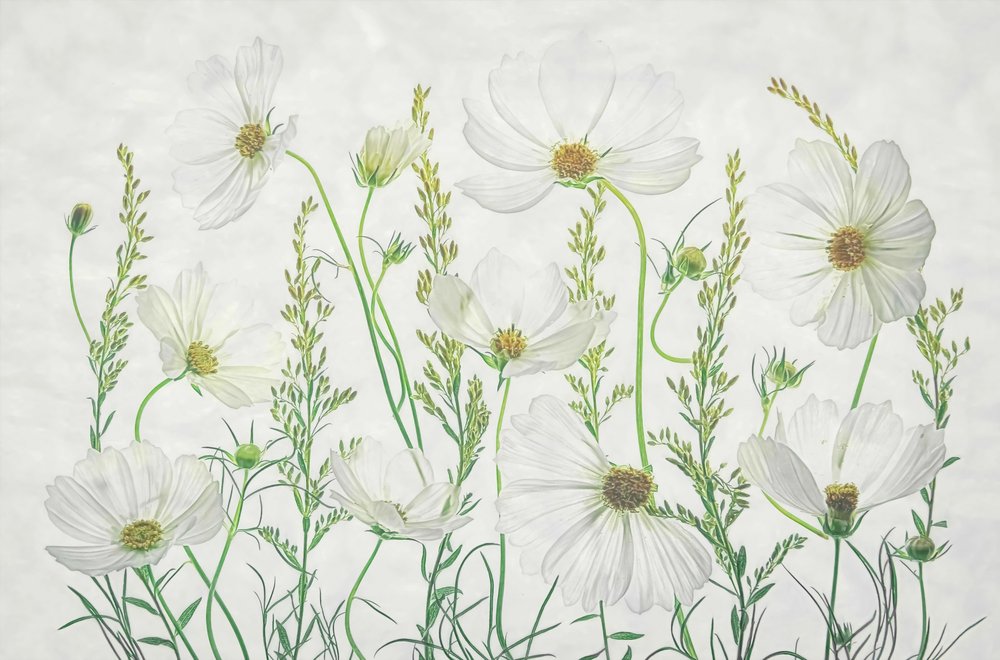 Witte Cosmos-weide door Fangping Zhou