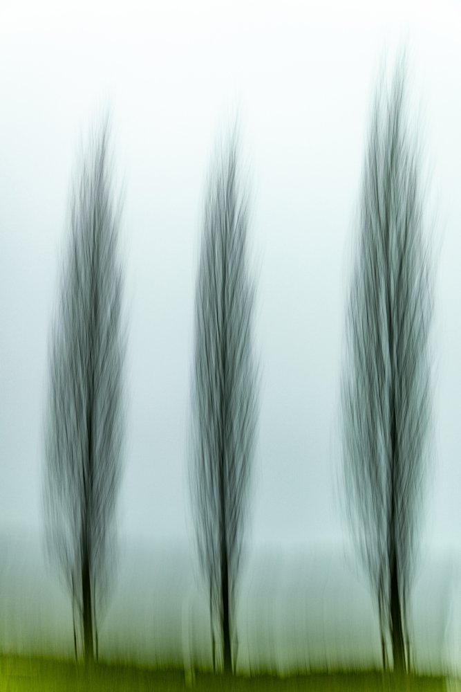 Drie serene bomen door Franco Tessarolo