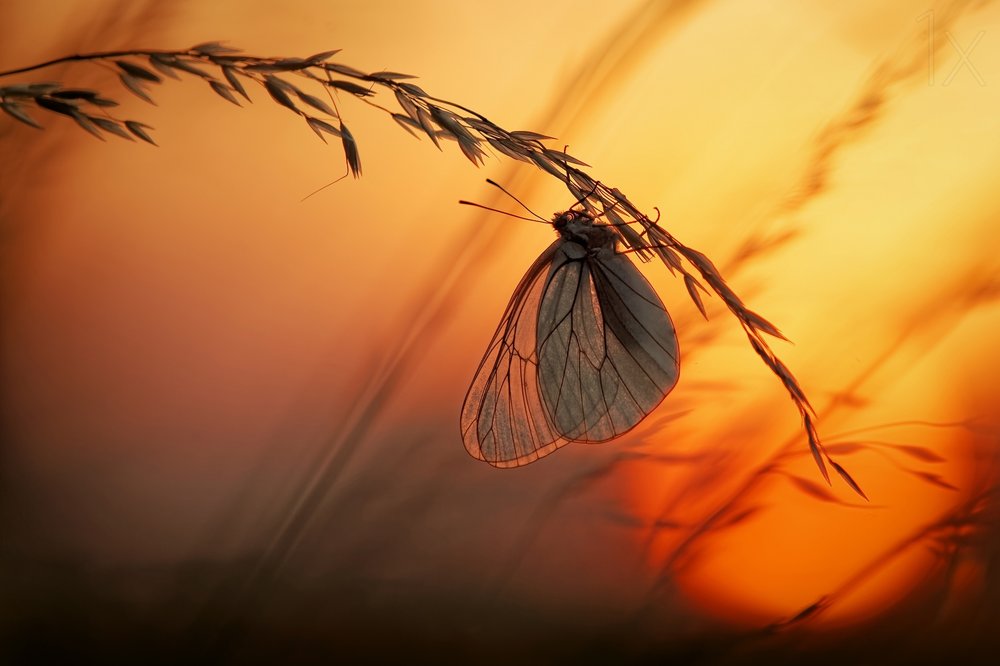 Golden Hour-vlinder door Francois Casanova