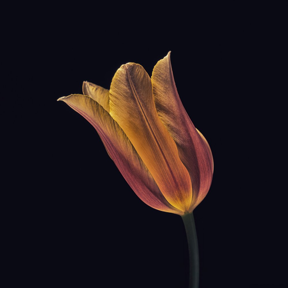 Gloeiende oranje tulp door Frank Ulrich Gandenberger