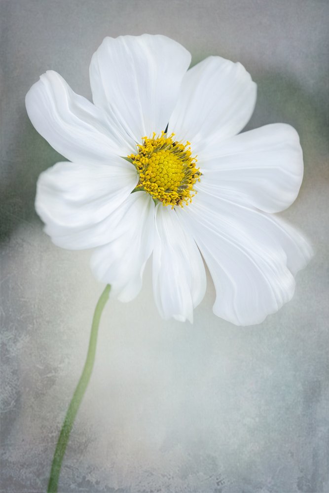 Delicate witte cosmos door GaoSL