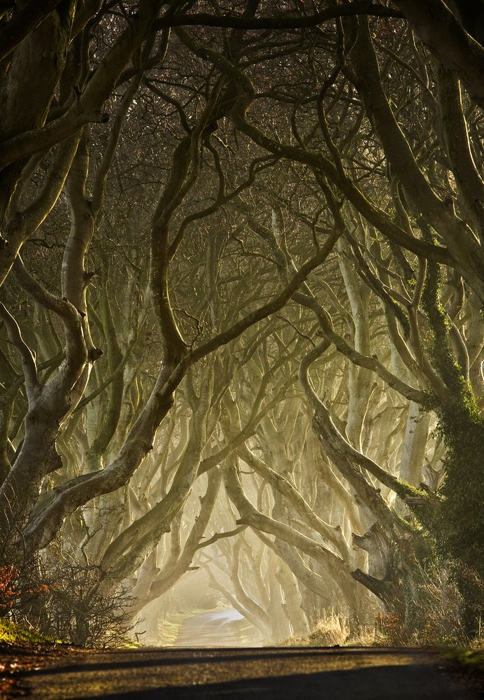De betoverde boomtunnel door Gary McParland