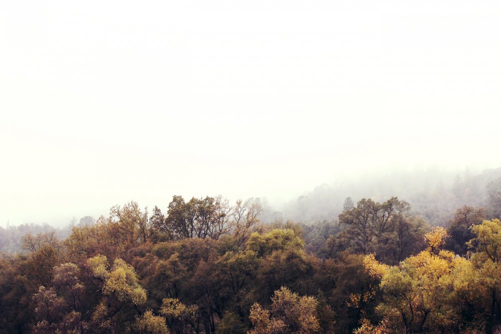Mistig herfstbos door Gemma Bardot