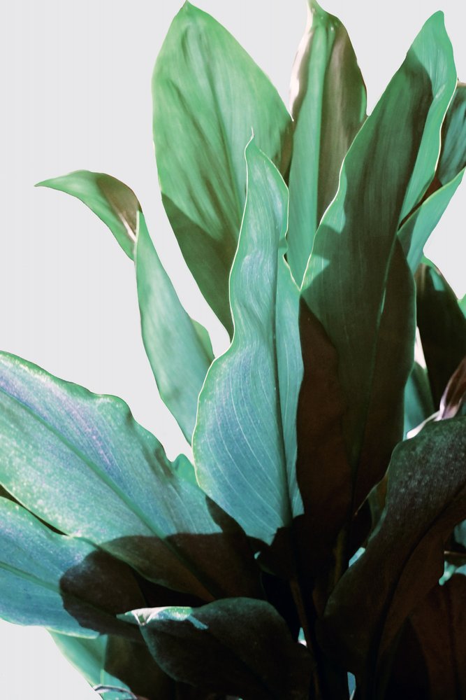 Tropische groene plant door Gemma Bardot