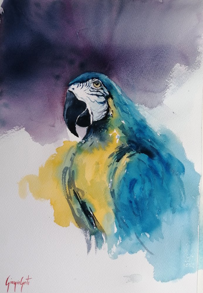 Blauw-gele ara door Giorgio Gosti