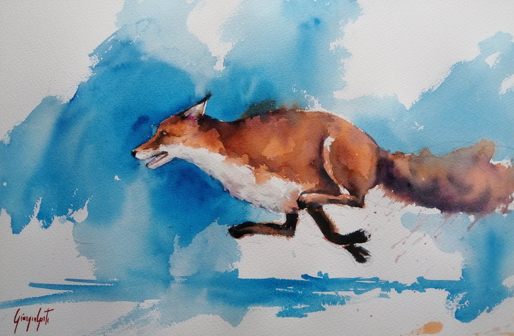 Swift Fox Sprint door Giorgio Gosti