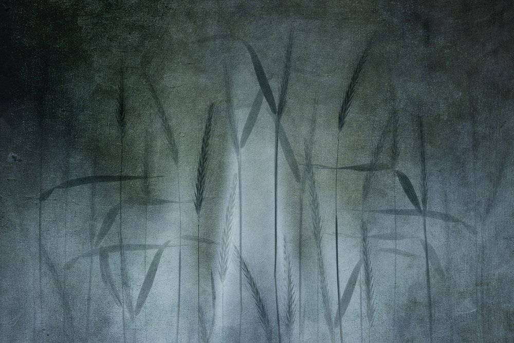 Abstract: Tarweveld door Greetje van Son